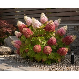 Hortenzia dubolistá (Hydrangea quercifolia) ‘RUBY SLIPPERS’ - výška 20-30 cm, kont. C2L